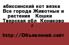 абиссинский кот вязка - Все города Животные и растения » Кошки   . Тверская обл.,Конаково г.